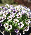 Petunia Hybrid Peppy bei OBI im Fulda Prospekt für 2,59 €