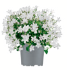Glockenblume Angebote bei toom Baumarkt Pforzheim für 4,99 €