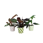 Plante verte en promo chez Carrefour Plante verte dans le catalogue Carrefour