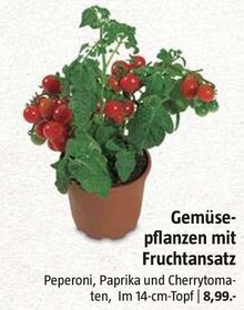 Gemüsepflanzen mit Fruchtansatz bei BAUHAUS in Fürth Gemüsepflanzen mit Fruchtansatz im Angebot bei BAUHAUS Fürth für 8,99 €