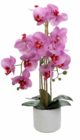 Naturgetreue Orchidee Angebote von HOME CREATION bei ALDI Nord Osnabrück für 12,99 €