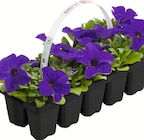 Sommerblumen bei Wreesmann im Prospekt "" für 1,99 €
