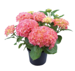 Freiland-Hortensie „Hydrangea macrophylla“ von  im aktuellen Hagebaumarkt Prospekt für 12,99 €