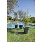 Pot Punta Cana en promo chez Carrefour Market Saint-Étienne à 29,99 €