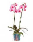 Lidl Rosny-sous-Bois - Orchidée en pot céramique Promo Orchidée en pot céramique dans le catalogue Lidl XXL à Rosny-sous-Bois