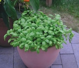 Promo Basilic à 3,95 € dans le catalogue Les Compagnons des saisons à Bain-de-Bretagne