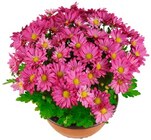 Chrysanthemenschale oder Schmuckkörbchen im Angebot bei REWE in Hildesheim Chrysanthemenschale oder Schmuckkörbchen Angebote bei REWE Hildesheim für 3,79 €
