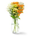 Aktuelle Chrysantheme Angebote bei Kaufland in Bielefeld Aktuelles Chrysanthemen-Santini-Mix Angebot bei Kaufland in Bielefeld ab 3,99 €