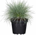 Blauschwingel Angebote bei OBI Menden für 3,99 €