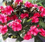 Aktuelles Edellieschen Angebot bei Pflanzen Kölle in Heilbronn ab 2,99 €