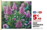 Promo Hébé Véronique Mette à 5,49 € dans le catalogue Super U à Craon