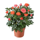 Rosier en pot - Lidl à Strasbourg Rosier en pot en promo chez Lidl Strasbourg à 2,95 €