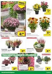 Zimmerpflanzen im Hagebaumarkt Prospekt in Kassel Aktueller Hagebaumarkt Prospekt mit Zimmerpflanzen, "GÖNN DIR SONNEN-ENERGIE", Seite 14