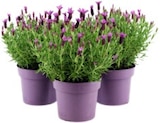Lavendula Stocheas Anouk im Angebot bei REWE in Elmshorn Lavendula Stocheas Anouk Angebote bei REWE Elmshorn für 7,99 €