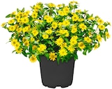 Husarenknöpfchen im aktuellen Penny Prospekt für 1,69 €