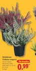 Lidl Kelheim - Heidekraut (Calluna vulgaris) Angebot im Prospekt Heidekraut (Calluna vulgaris) bei Lidl im Kelheim Prospekt für 0,99 €