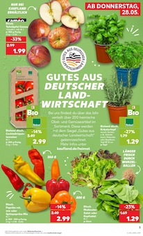 Paprika im Kaufland Prospekt "Hier bin ich richtig" mit 64 Seiten (Hildesheim)