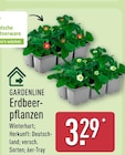 Aktuelle Erdbeerpflanzen Angebote bei ALDI Nord in Wuppertal Aktuelles Erdbeerpflanzen Angebot bei ALDI Nord in Wuppertal ab 3,29 €