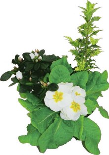 Géant Casino Sevran - Coupe ronde 3 plantes Promo Coupe ronde 3 plantes dans le catalogue Géant Casino "La tournée des promos !" à Sevran