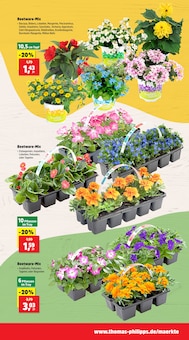 Blumen im aktuellen Thomas Philipps Prospekt (Oberhausen) Blumen im Thomas Philipps Prospekt "Top Angebote" mit 20 Seiten (Oberhausen)