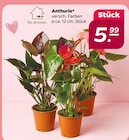 Anthurie  im aktuellen Netto mit dem Scottie Prospekt für 5,99 €