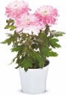 Chrysanthemen Make Upz bei Netto Marken-Discount in Pforzheim Chrysanthemen Make Upz im Angebot bei Netto Marken-Discount Pforzheim für 3,99 €