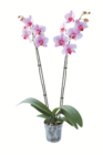 Aktuelles Schmetterlingsorchidee Angebot bei toom Baumarkt in Hannover ab 8,99 €
