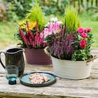 Bassine d'automne en promo chez Truffaut Bassine d'automne dans le catalogue Truffaut