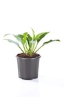 Hosta Gartenfunkie im Lidl Prospekt Hosta Gartenfunkie von im aktuellen Lidl Prospekt für 2,99 €