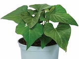 Süßkartoffel im aktuellen Dehner Garten-Center Prospekt für 3,49 €