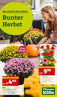Pflanzen Kölle Prospekt Bunter Herbst mit  Seiten in Bernau (Berlin) und Umgebung