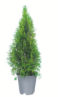 Immergrüne Heckenpflanzen im Angebot bei toom Baumarkt in Hildesheim Immergrüne Heckenpflanzen Angebote bei toom Baumarkt Hildesheim für 7,99 €