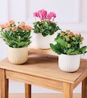 Plante fleurie - U Express à Épinal Plante fleurie en promo chez U Express Épinal à 6,99 €