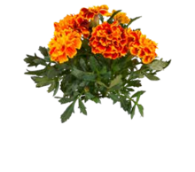 OBI Oelde - Studentenblume (Tagetes) Studentenblume (Tagetes) Angebot bei OBI Oelde im Prospekt ALLES MACHBAR