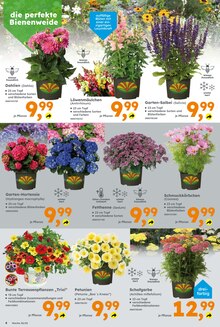 Hortensie im Globus-Baumarkt Prospekt "Immer eine Idee besser" mit 20 Seiten (Stuttgart)