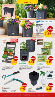 Blumen im Penny Prospekt "Wer günstig will, muss Penny." mit 47 Seiten (Augsburg)