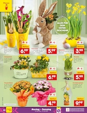 Pflanzen im Netto Marken-Discount Prospekt in Böblingen Aktueller Netto Marken-Discount Prospekt mit Pflanzen, "Aktuelle Angebote", Seite 26