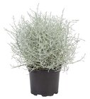 Baum im Lidl Prospekt Silberdraht im aktuellen Lidl Prospekt für 1,99 €