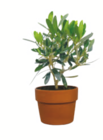 toom Baumarkt Großerkmannsdorf - Olive Angebot im Prospekt Olive bei toom Baumarkt im Großerkmannsdorf Prospekt für 9,99 €