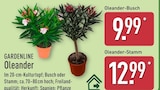 Oleander-Busch von Gardenline im aktuellen ALDI Nord Prospekt