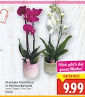 Orchidee Multiflora in Perlmutterkeramik für 9,99 € bei E center im Angebot Orchidee Multiflora in Perlmutterkeramik im aktuellen E center Prospekt