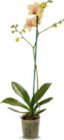 Orchidee im Angebot bei Netto Marken-Discount in Rostock Orchidee Angebote bei Netto Marken-Discount Rostock für 5,99 €