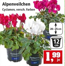 Alpenveilchen bei Thomas Philipps in Osnabrück Alpenveilchen im Angebot bei Thomas Philipps Osnabrück für 1,99 €