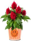 Aktuelles Zinktopf Gute Vibes Angebot bei REWE in Essen ab 2,99 €