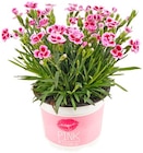 Aktuelles Nelke 'Pink Kisses' Angebot bei Penny in Mainz ab 3,33 €